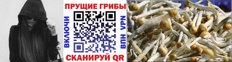 купить наркоту  мориарти как зайти  Галлюциногенные грибы Psilocybine cubensis  Сертолово 